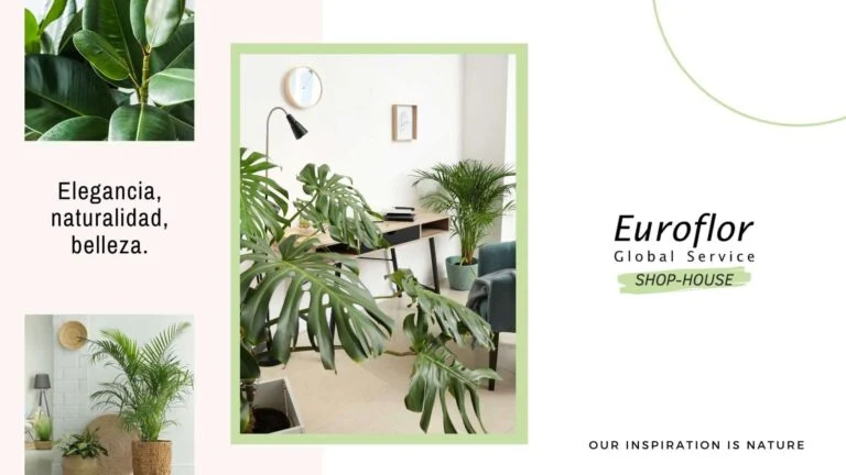 shop house euroflor