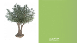 artificial olive tree outdoor