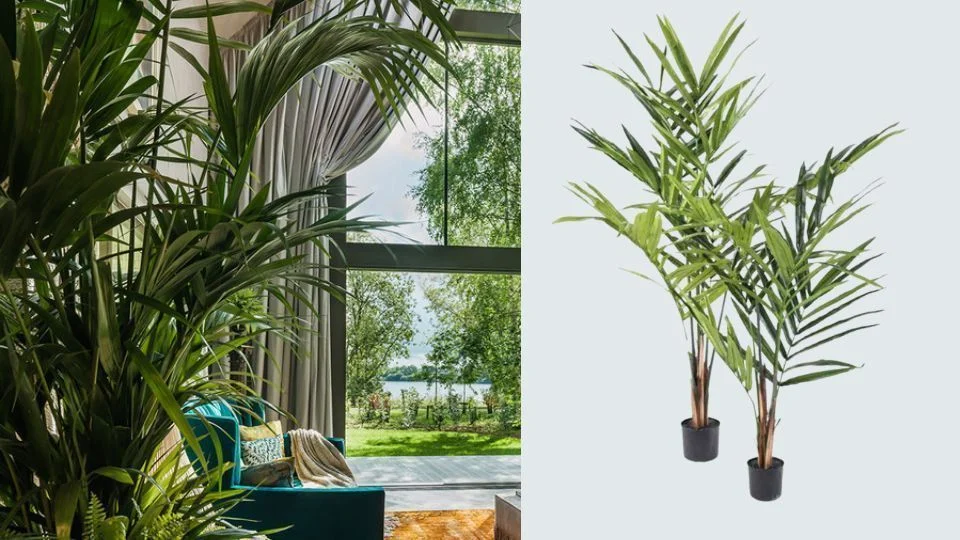 kentia artificial grande