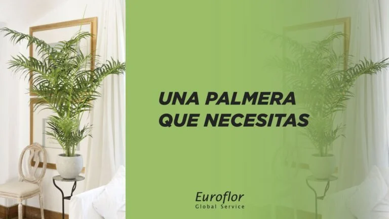 areca-palmera-necesitas