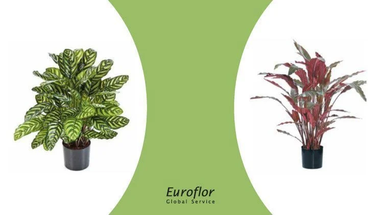 trends-Calathea-artificial-plant