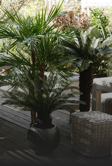 Plants-Img-1