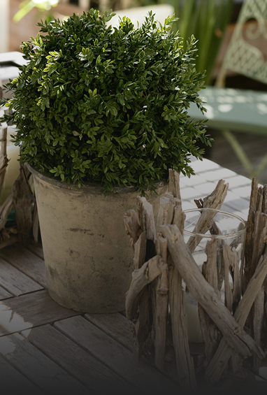 Plants-Img
