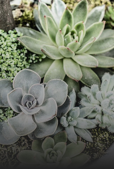 Succulents-img-1
