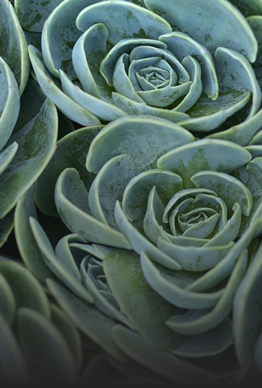 Succulents-img-2