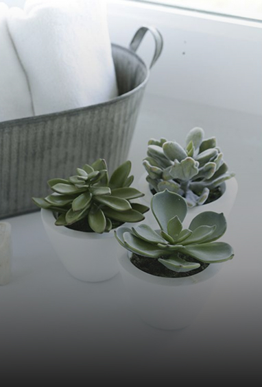 Succulents-img