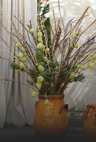 Orchids-Img-1