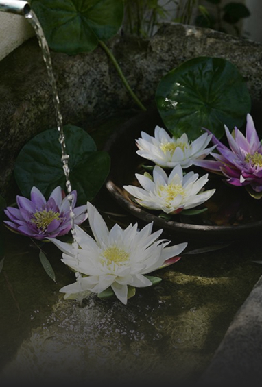 Orchids-Img