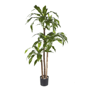 Dracaena Fragans artificial - Lo trendy en tus espacios