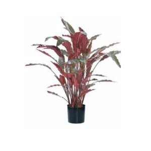 Calathea artificial - Un toque de color muy especial