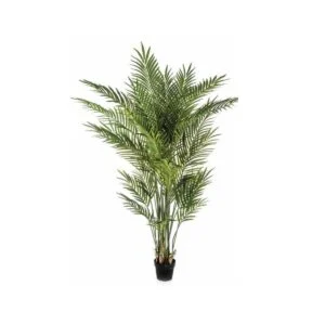 Areca - La planta ideal para iluminar tus estancias