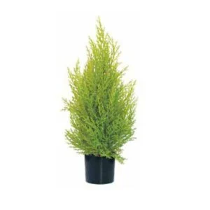 Juniper pot - Mini ciprés artificial de calidad