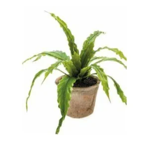Asplenium old pot - Ideal para decorar los muebles
