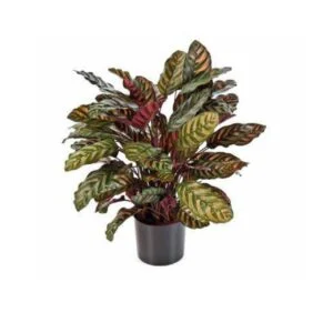 Calathea red - Toda una joya que querrás tener en casa