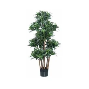 Dracaena fragans - Toque original para tus estancias