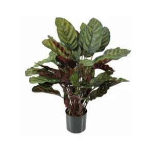 Calathea Makoyana - Una planta imprescindible para tu hogar