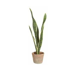 Sanseveria vintage artificial - Colores vibrantes y realismo