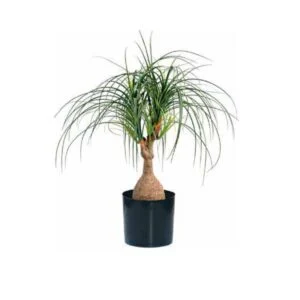 Beaucarnia artificial - Tronco espectucular y elegante