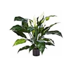 Spathiphyllium latex - Lleva el aire del trópico a tu hogar