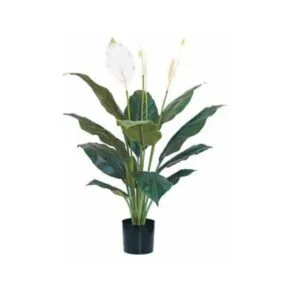 Spathiphyllium artifical - Bonita planta con flores vibrantes