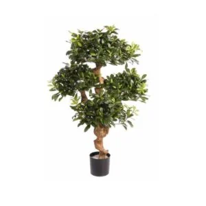 Pitosporum - El toque japandi que estabas buscando -120cm