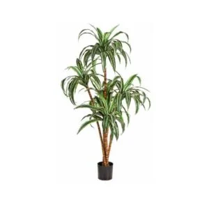 Dracaena - Poliéster con elegancia y distinción