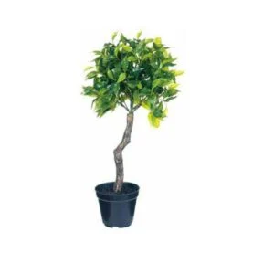 Ficus - Bella planta artificial de aspecto rústico