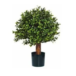 Boxwood pot - Actualiza tus interiores y exteriores con esta bella planta
