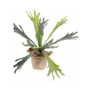 Stagorn old pot artificial - Otorga frescura al espacio