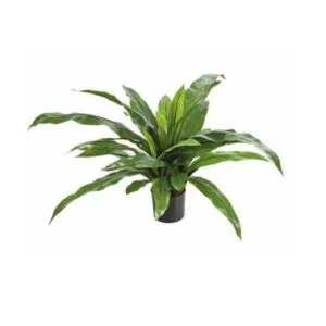 Nestfarn artificial- Planta con gran armonía y belleza