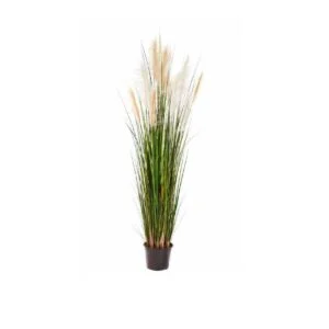 Reed grass - Una pieza decorativa perfecta