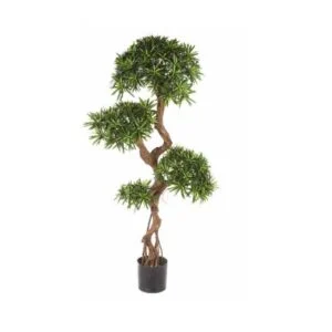 Podocarpus - Perfecta para personalizar e innovar