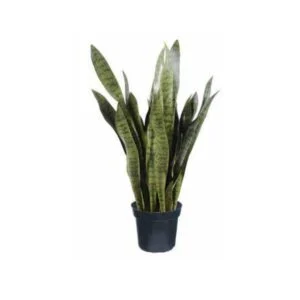 Sanseveria - La planta que desearás tener en casa
