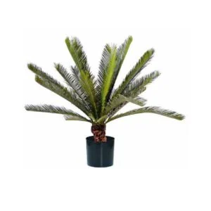 Cycas tronc - El toque elegante que necesitas para tus salas