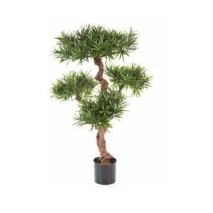 Podocarpus - Viste tus interiores de la manera más chic -110cm