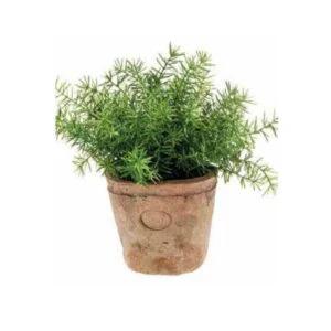 Asparagus vintage - Rosemary o romero de 25 cm