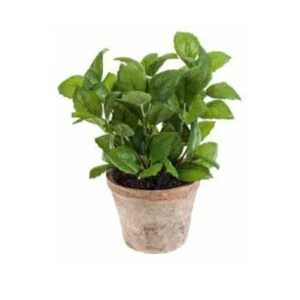 Basil old pot - Albahaca vintage - Aire chic para tu cocina