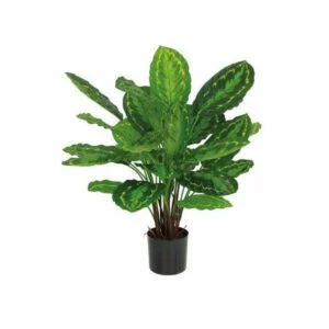 Calathea roseopicta - Llena de estilo y color tus estancias