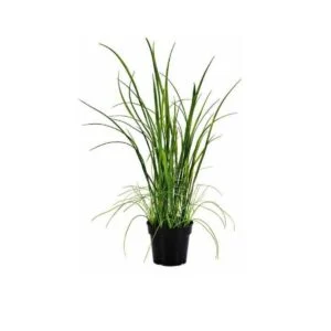 Wild grass - Su diseño salvaje dará vida a cualquier espacio