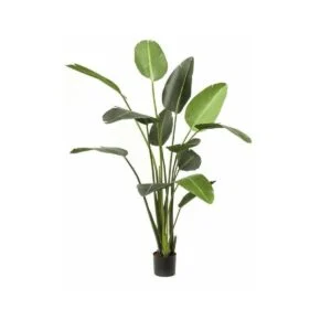 Sterlizia artificial - La planta que hacía falta para dar ese toque especial