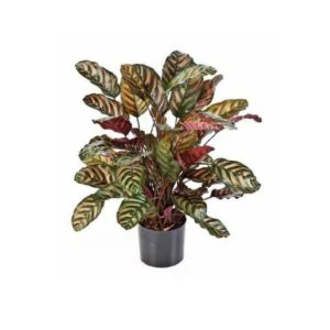 Red Calathea artificial - Esta planta queda ideal en cualquier zona