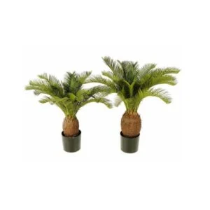 Cycas - Diseño y estilo para proyectos interiores y exteriores