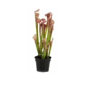 Serracenia artificial - Dale un toque salvaje y elegante al espacio