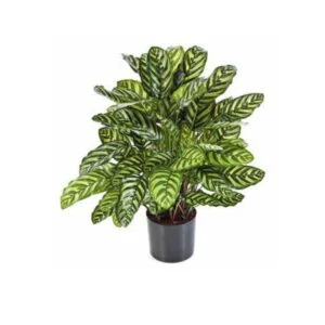 Calathea artificial - Una planta muy chic para tus interiores y exteriores