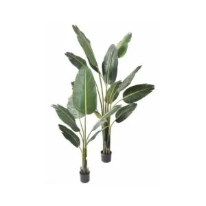 Sterlizia artificial - Una planta que se adapta a cualquier estilo