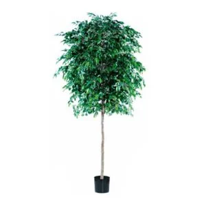 Ficus natasja artificial – Una de las más buscadas - 270 cm