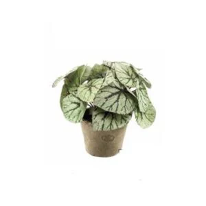Begonia artificial - Una planta para soñar