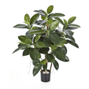 Ficus Rubber - Belleza, simplicidad y estilo zen