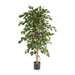 Ficus exótica artificial - Belleza estética y elegancia