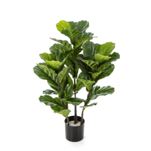Ficus Lyrata artificial - Elegantes hojas y 3 troncos